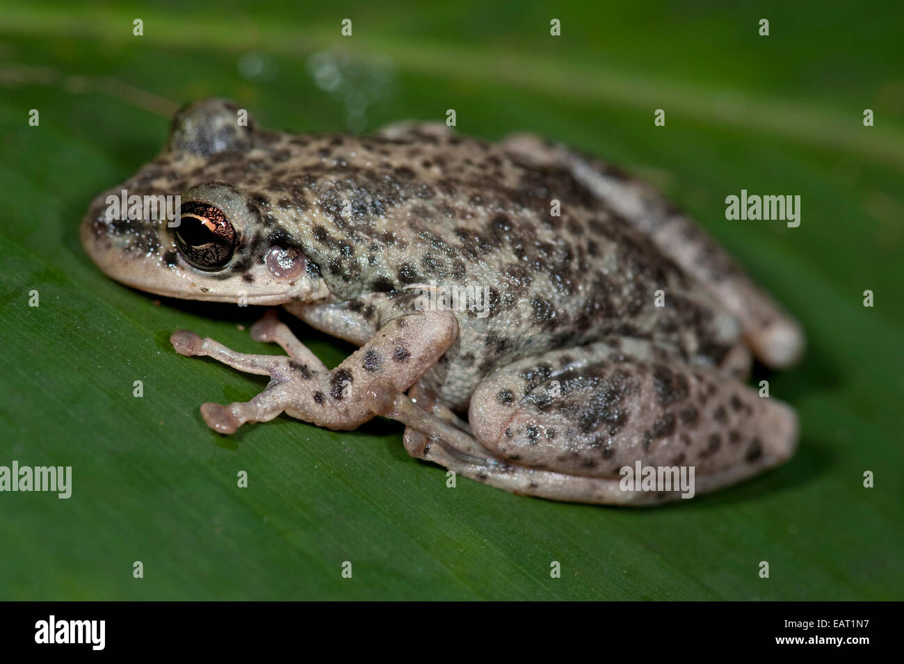 Raganella Leptodactylus Sp. Panama Foto Stock
