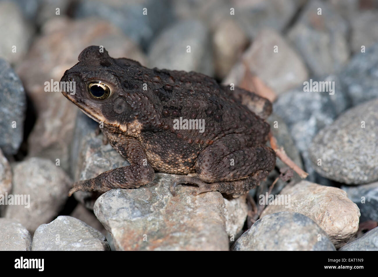 I capretti della canna da zucchero Toad Bufo marinus Panama Foto Stock