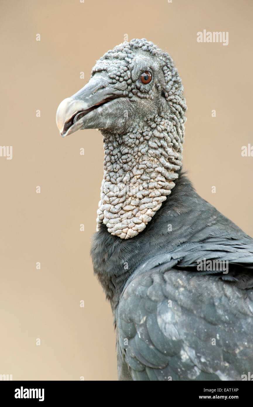 Avvoltoio nero Coragyps atratus Panama Foto Stock