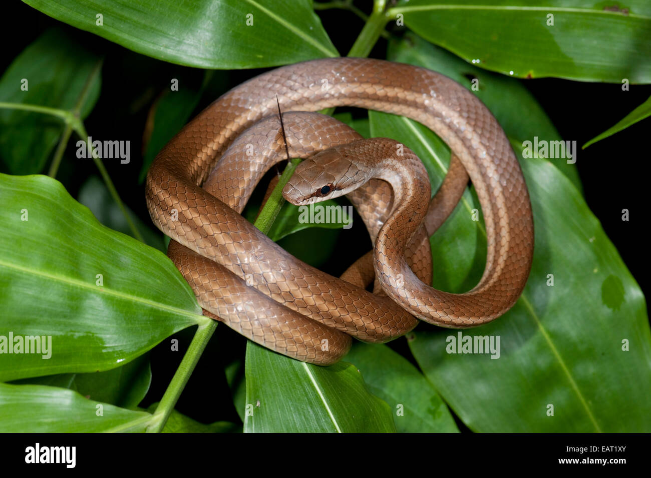 Salmone corridore panciuto Snake Dryadophis melanolomus Panama Foto Stock