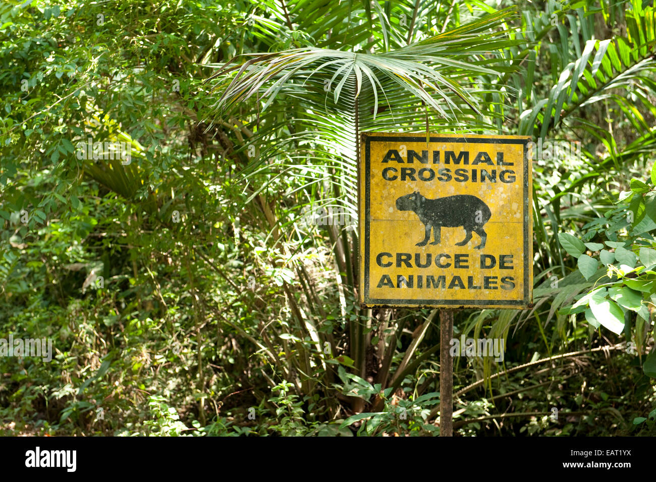 Segno della fauna selvatica nella foresta Animal Crossing Panama Foto Stock