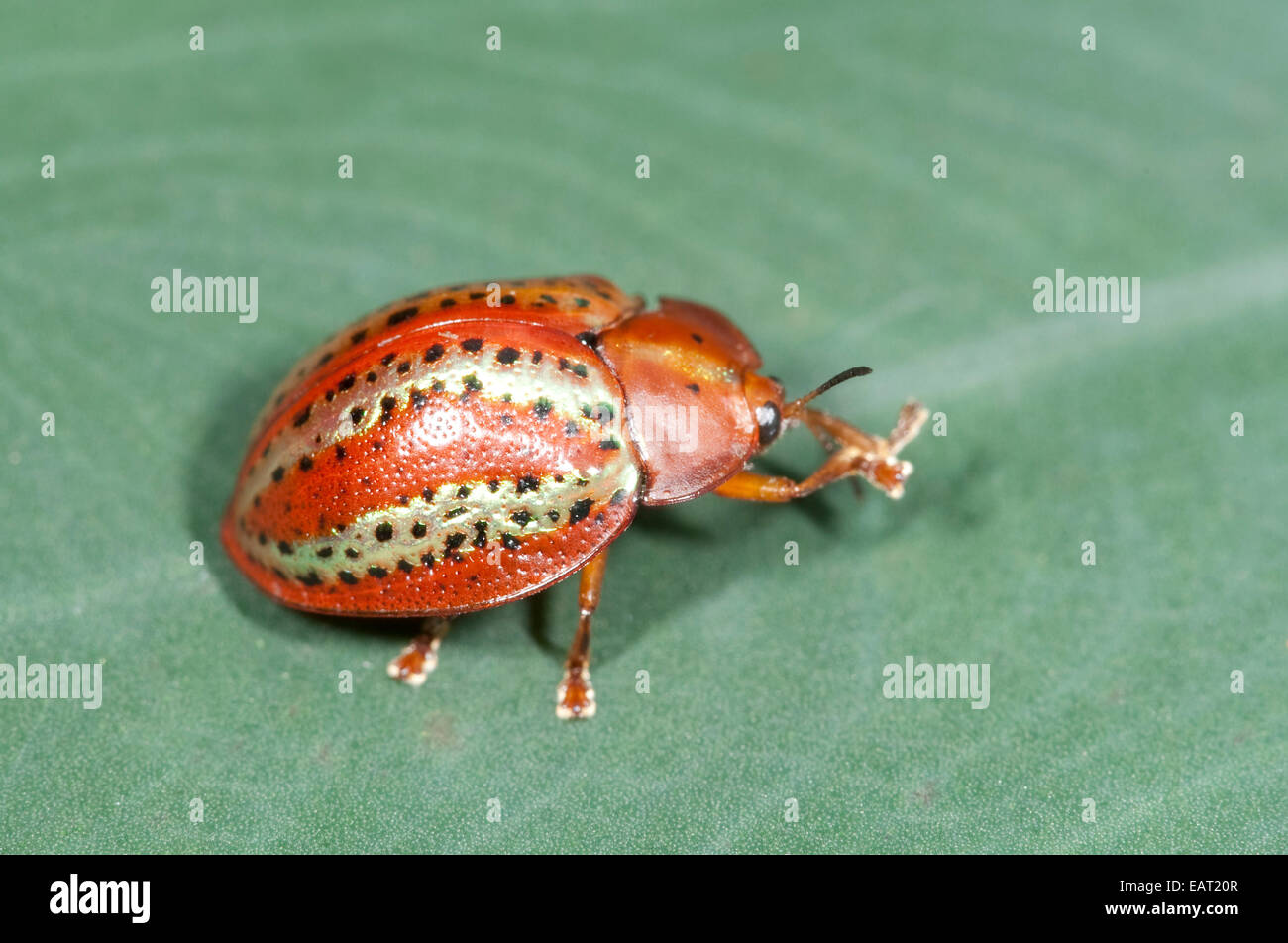 Scarabeo tartaruga Panama Foto Stock