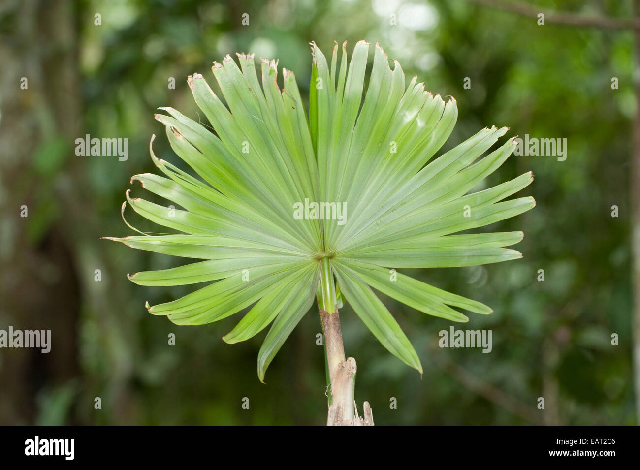 La nuova crescita di foglia di palma nella foresta pluviale Panama Foto Stock