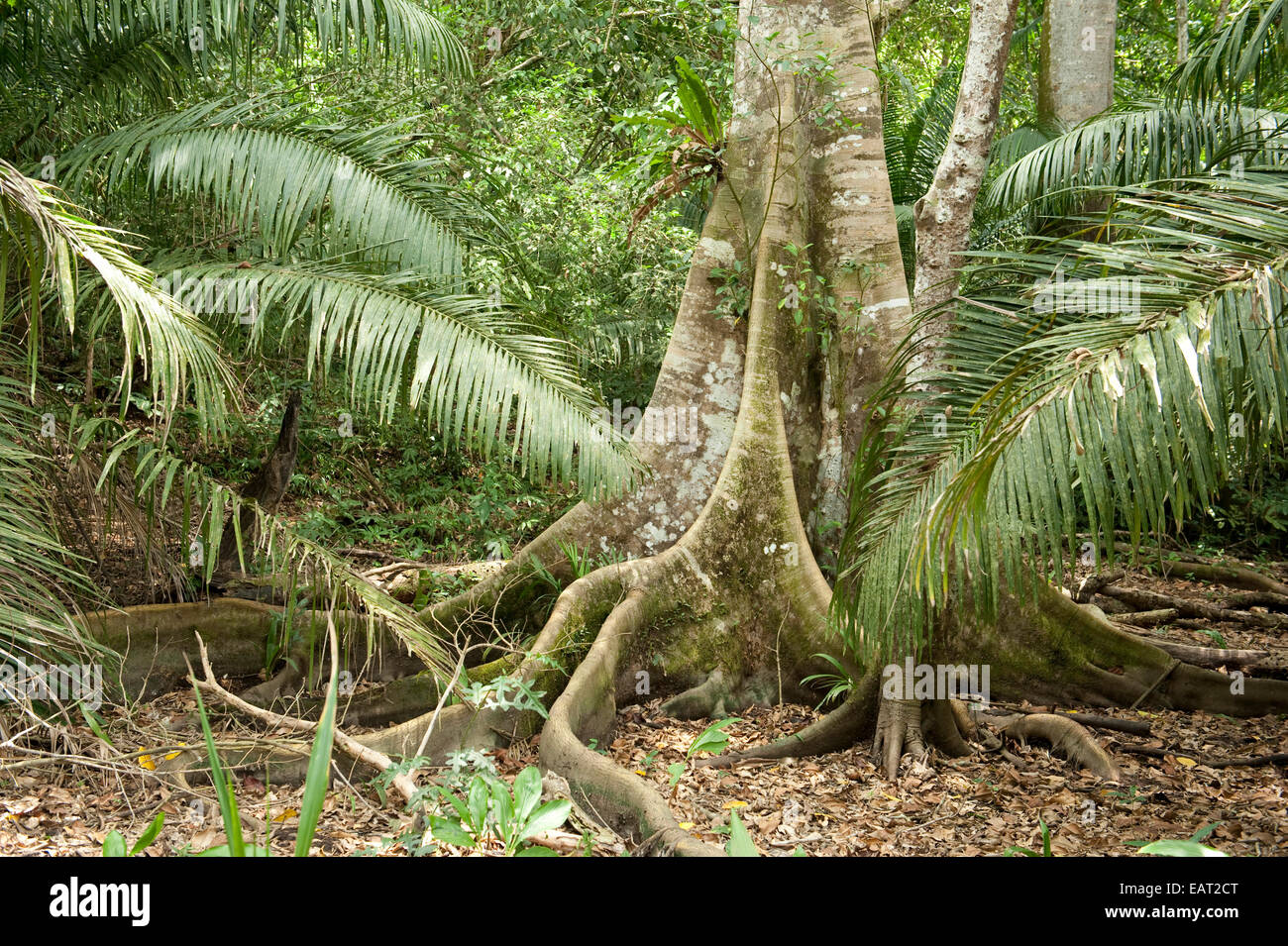 Butress Tree e le grandi radici Panama Foto Stock