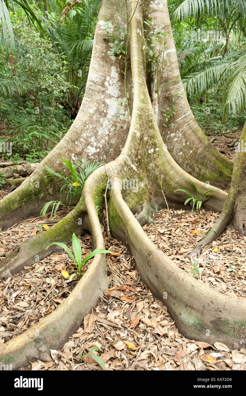 Butress Tree e le grandi radici Panama Foto Stock