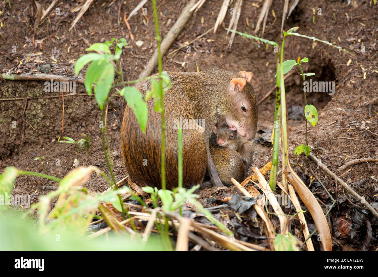 America centrale aguti Dasyprocta punctata Panama Foto Stock
