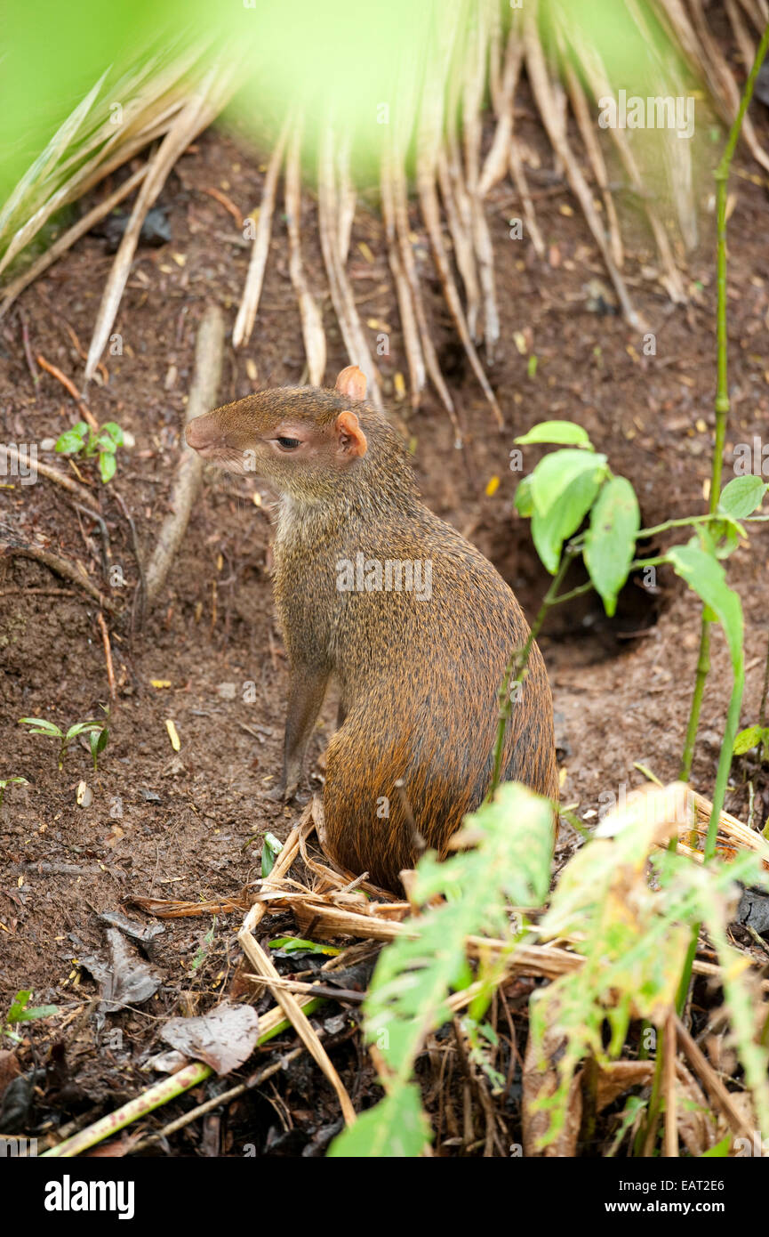 America centrale aguti Dasyprocta punctata Panama Foto Stock