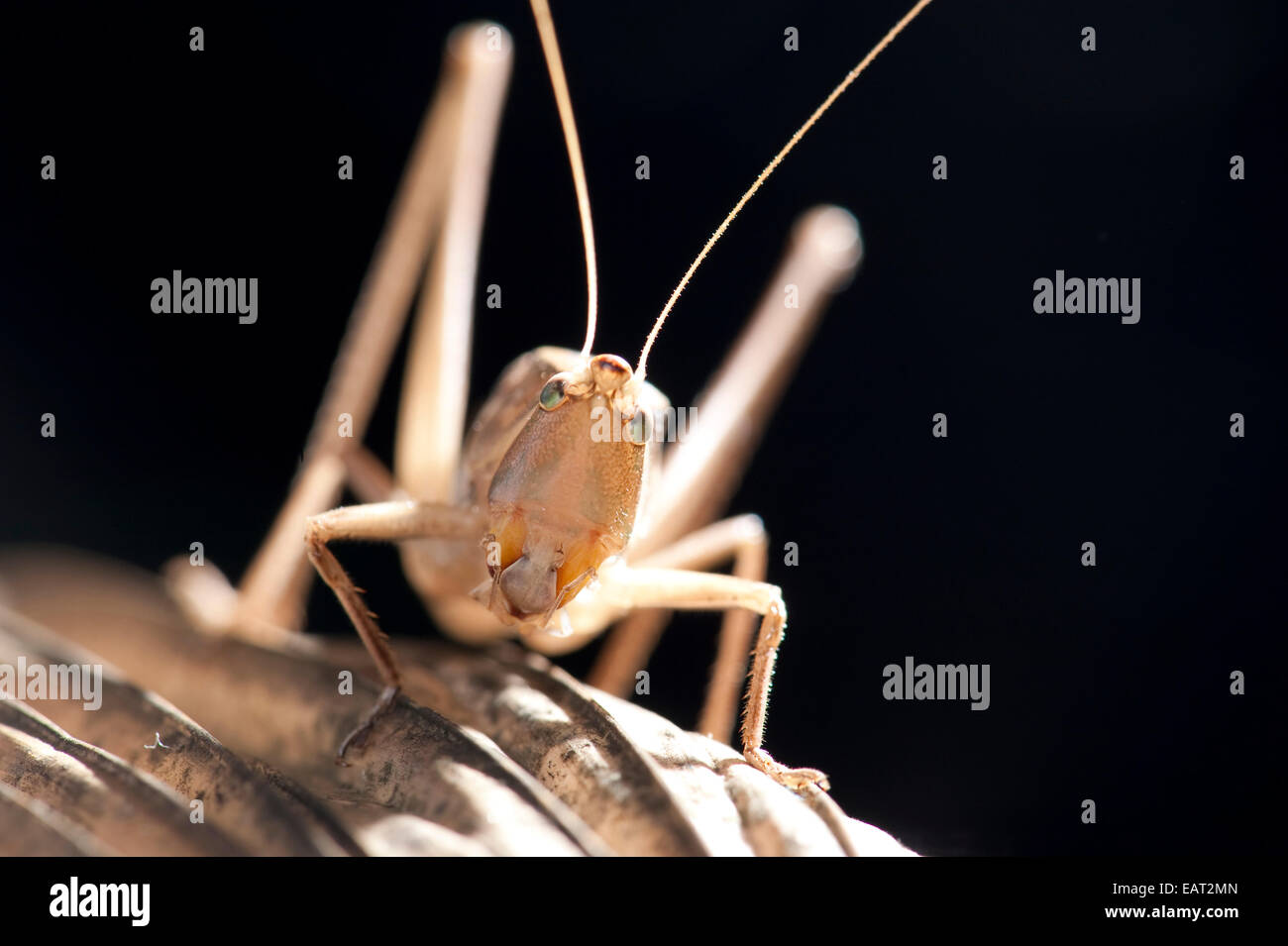 Grasshopper Acrididae sp. Panama Foto Stock