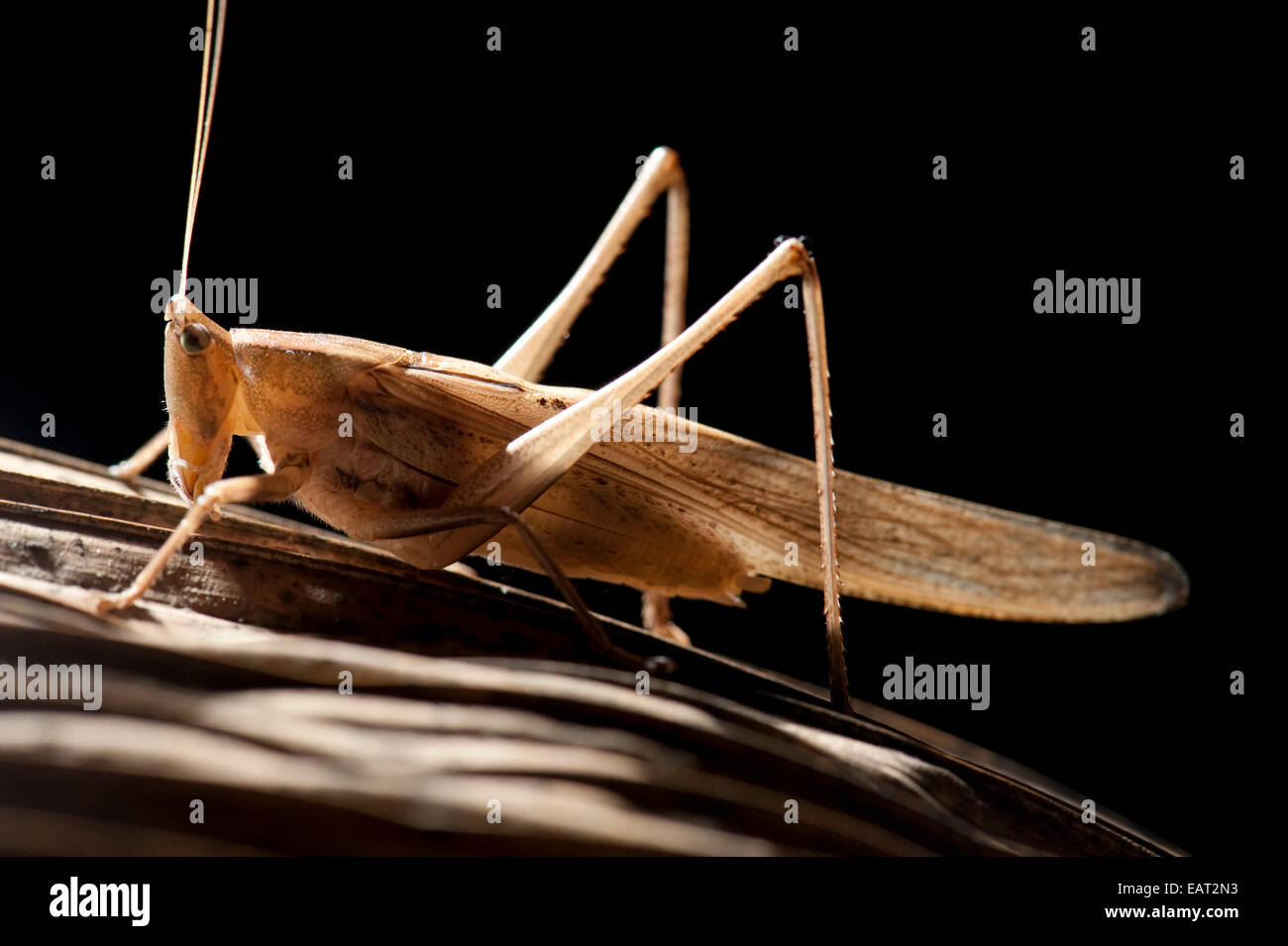 Grasshopper Acrididae sp. Panama Foto Stock