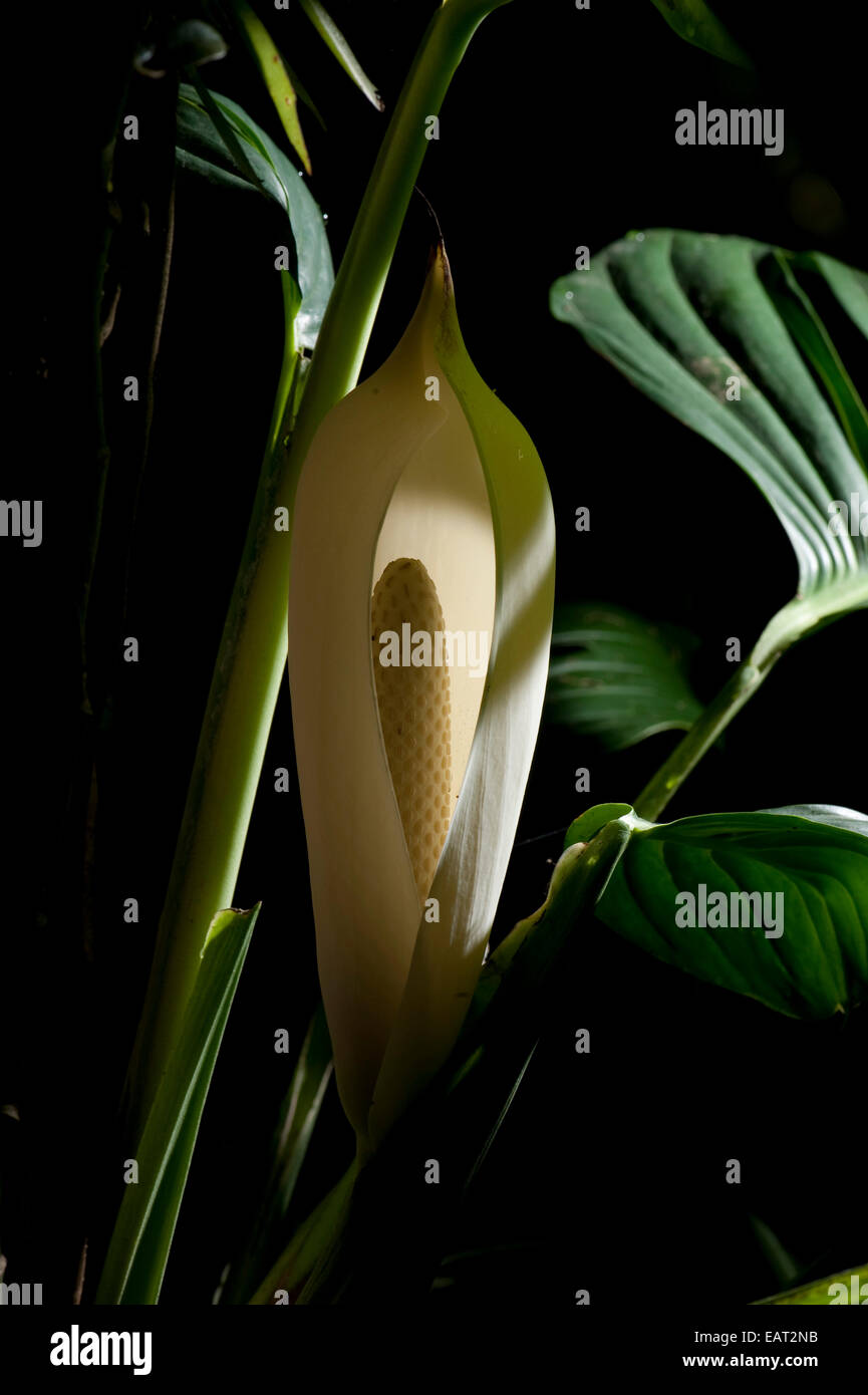 Frutto di monstera deliciosa Panama Foto Stock