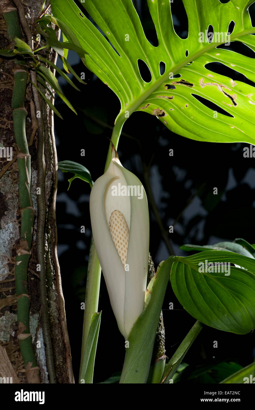 Frutto di monstera deliciosa Panama Foto Stock
