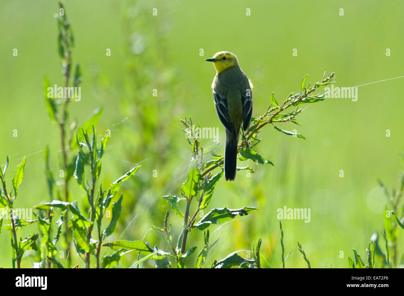 Wagtail giallo Motacilla flava REGNO UNITO Foto Stock
