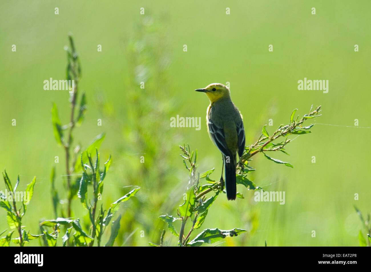 Wagtail giallo Motacilla flava REGNO UNITO Foto Stock