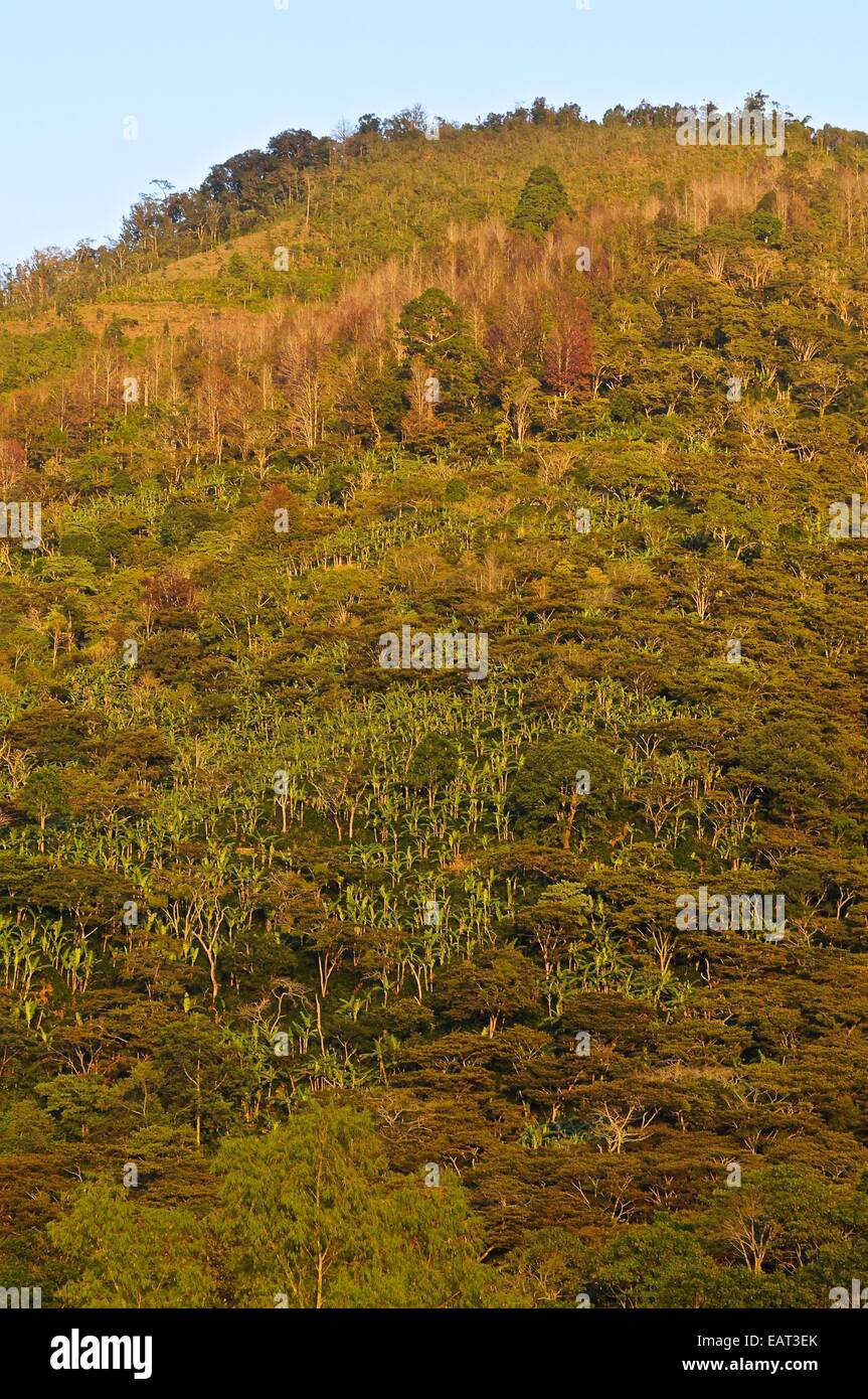 Molti alberi colore la collina nel Dipilto. Foto Stock