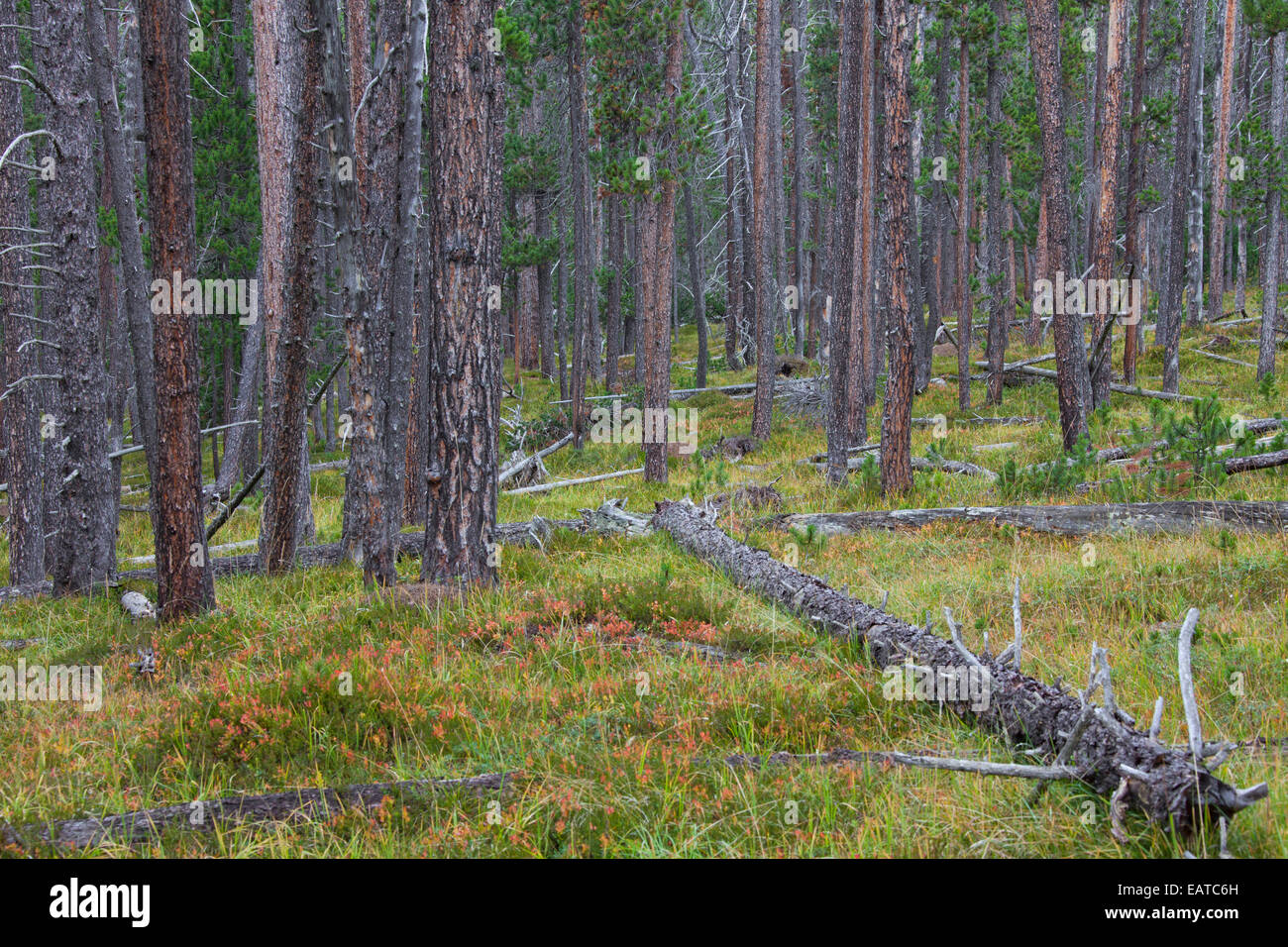 Di Pino silvestre (Pinus silvestris) alberi nel bosco di conifere con tronchi di alberi caduti Foto Stock