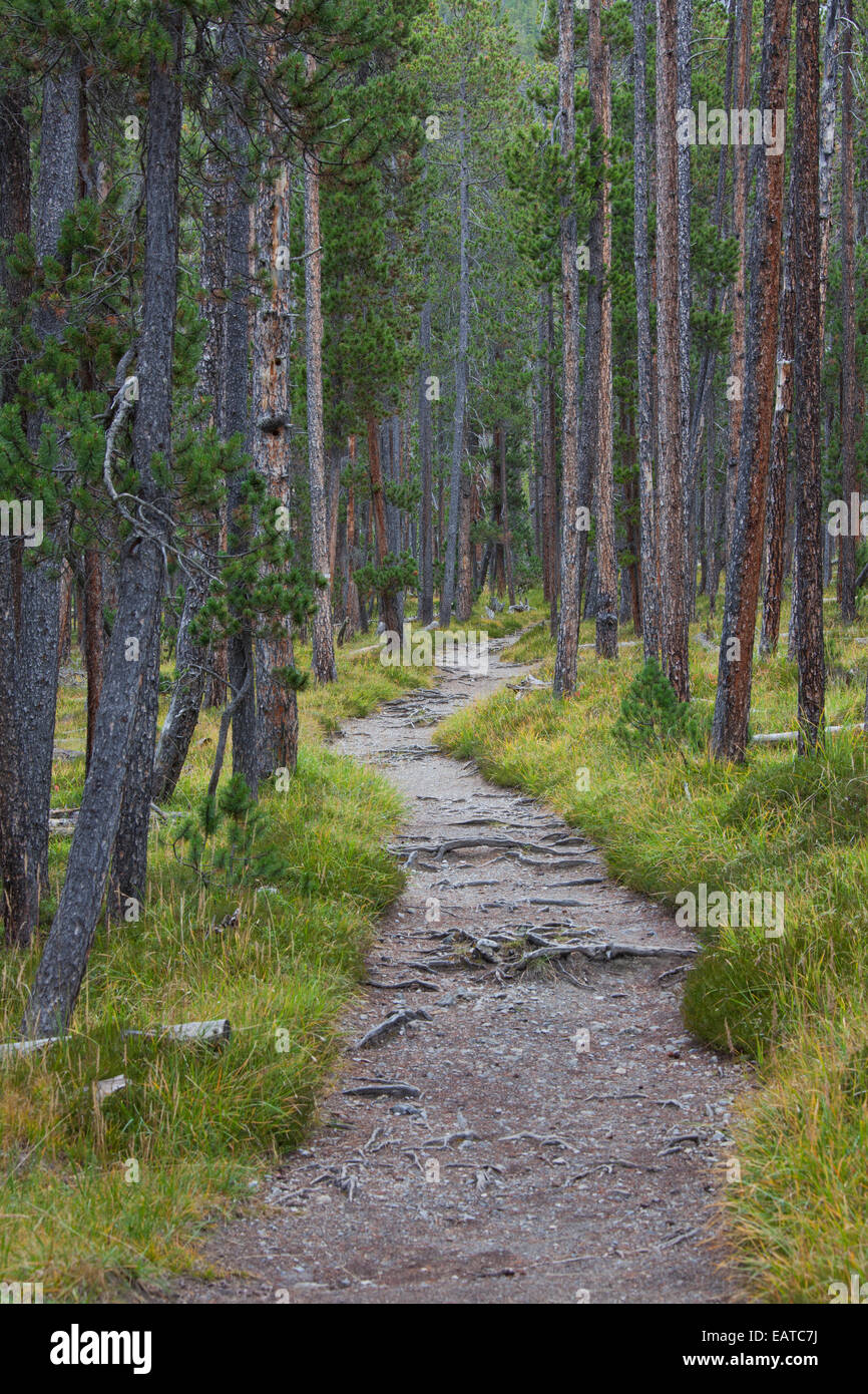 Il percorso coperto con radici di albero tra di pino silvestre (Pinus silvestris) alberi nella foresta di conifere Foto Stock