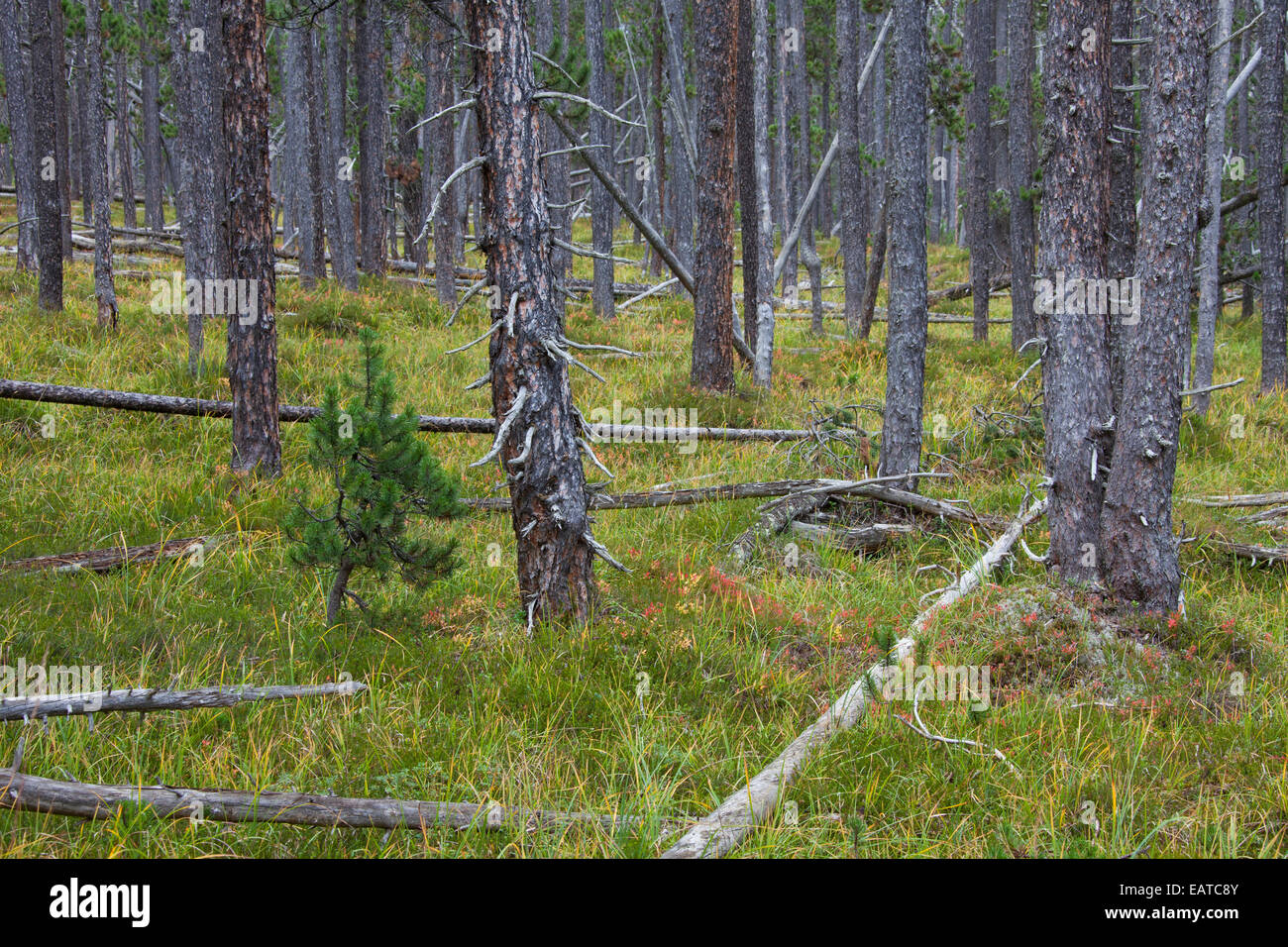 Di Pino silvestre (Pinus silvestris) alberi nel bosco di conifere con tronchi di alberi caduti Foto Stock