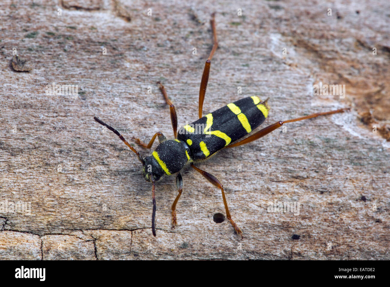 Wasp beetle (Clytus arietis), wasp-mimando longhorn beetle Foto Stock