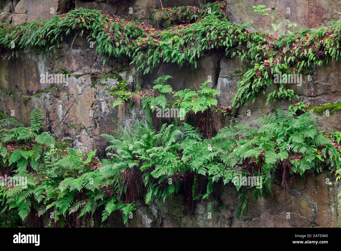 Felce aquilina / freno / eagle fern (Pteridium aquilinum) cresce in roccia Foto Stock