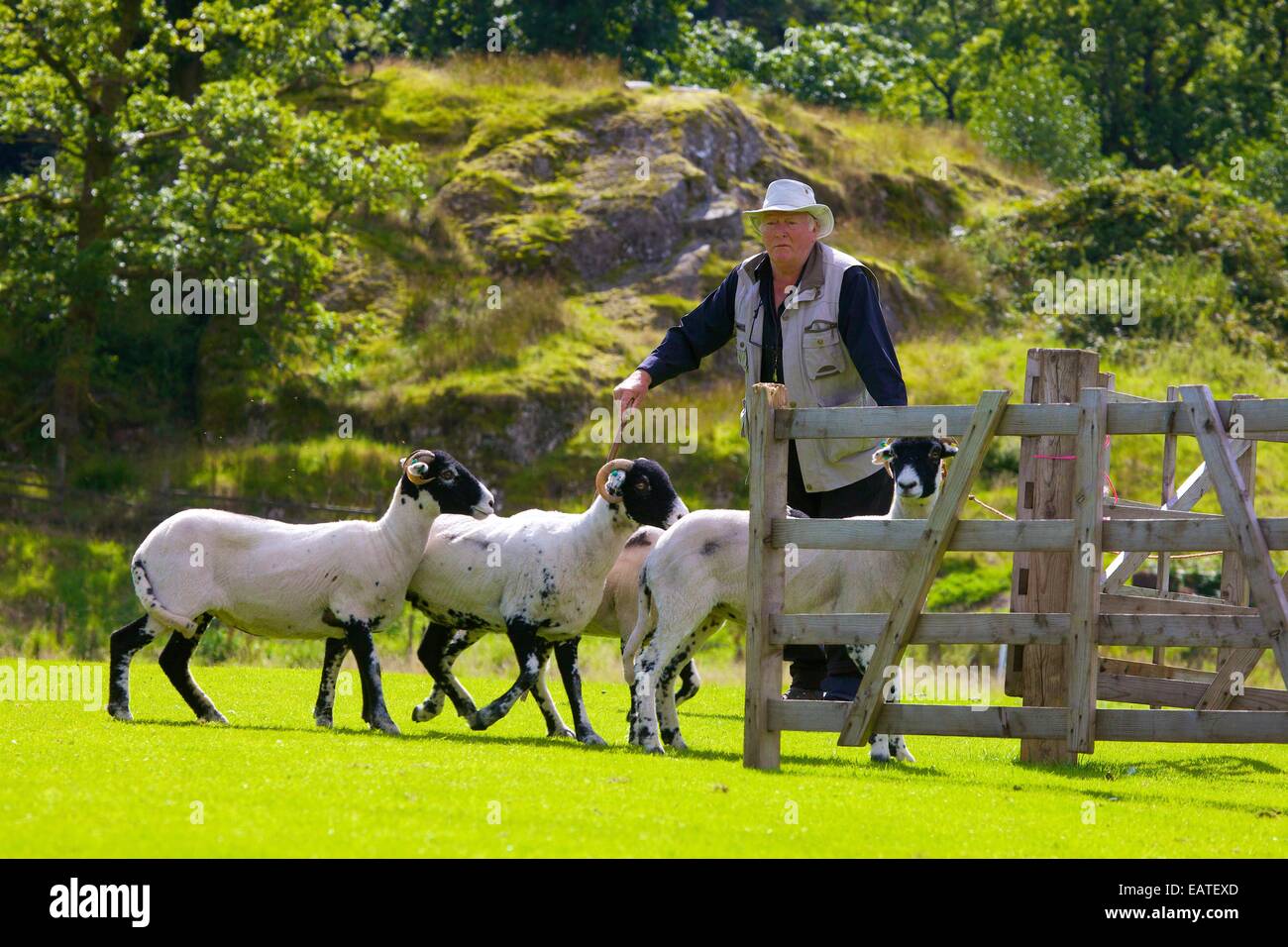Pastore penning pecore al cane Patterdale giorno vicino Patterdale, nel distretto del lago, Cumbria, Inghilterra, Regno Unito. Foto Stock