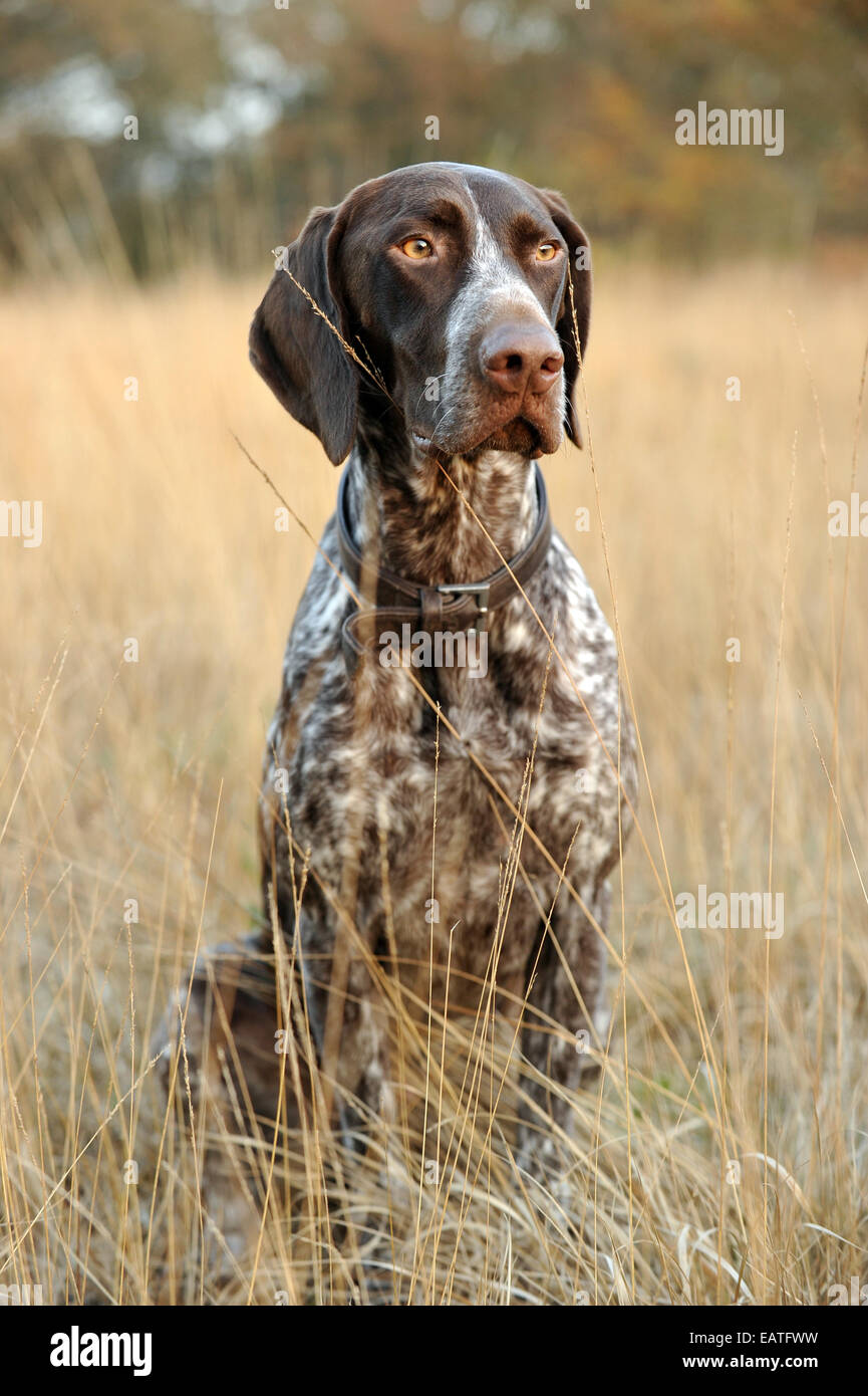 Un tedesco Shorthaired Puntatore in autunno i campi Foto Stock