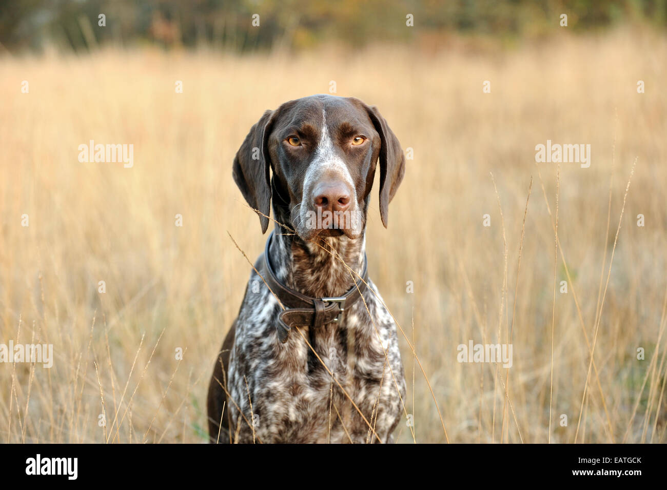 Un tedesco Shorthaired Puntatore in autunno i campi Foto Stock