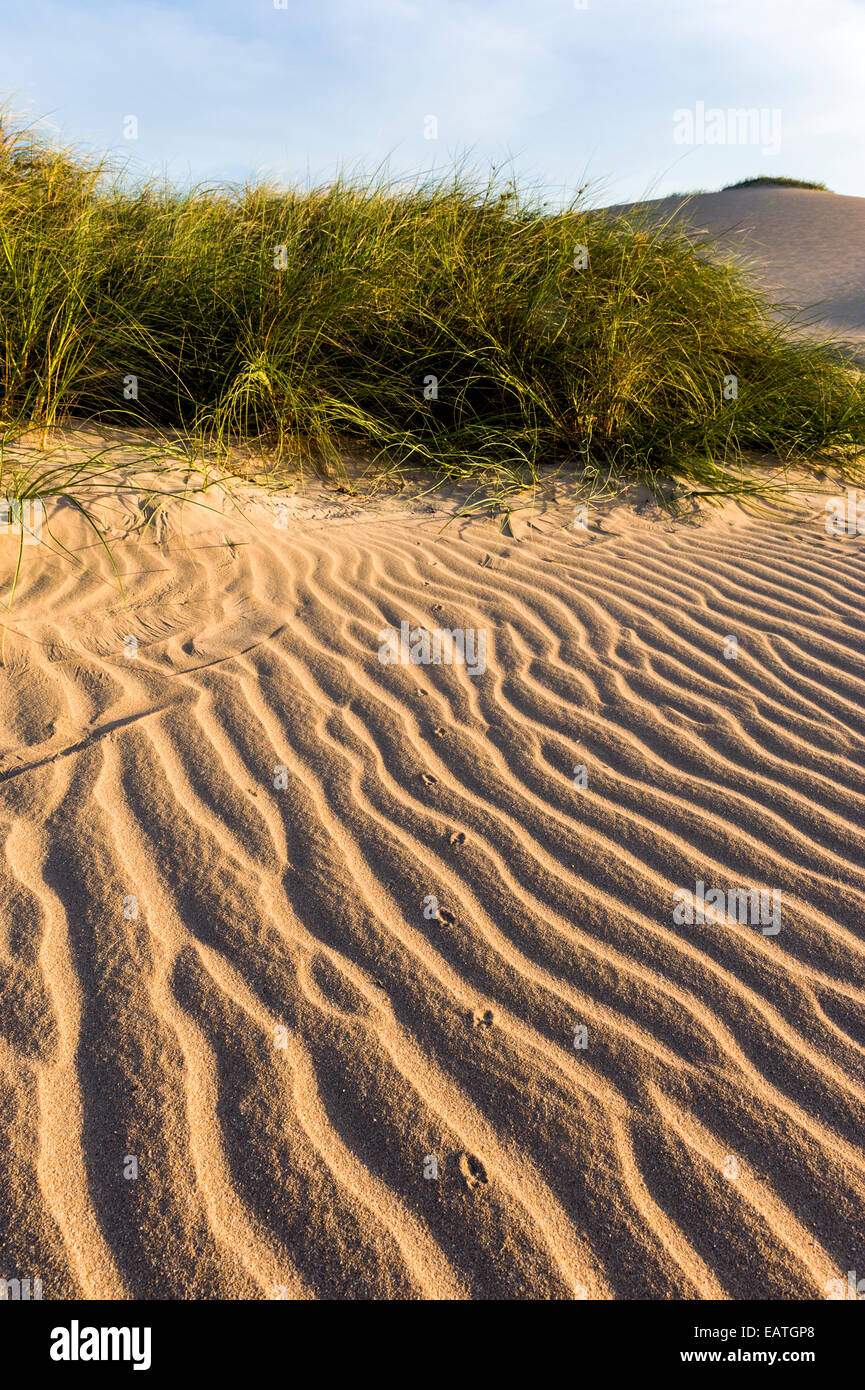 Erba tussock stabilizzare ventoso coastal dune di sabbia del deserto al tramonto. Foto Stock