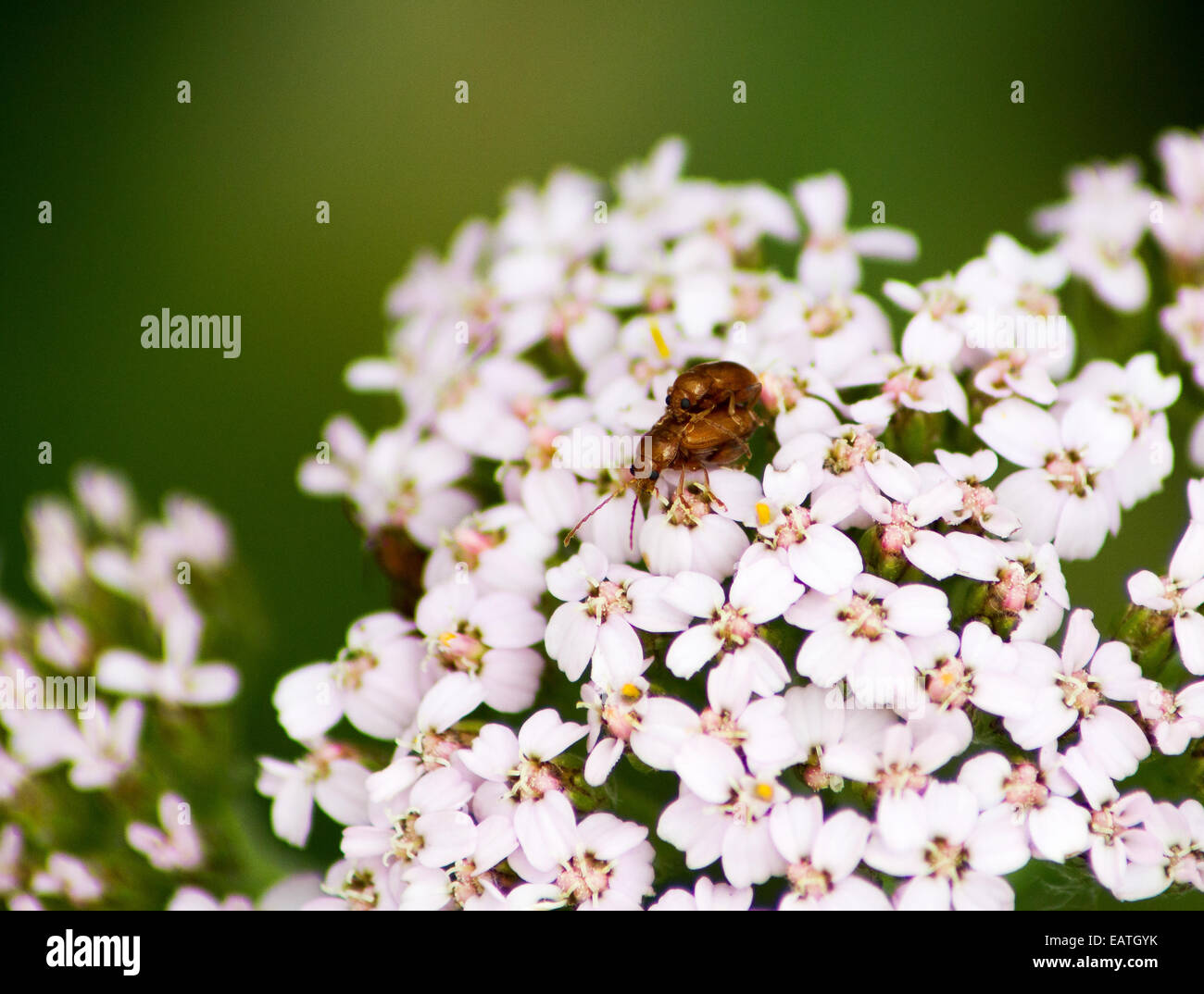 Due bug sulla cima di un impianto Foto Stock