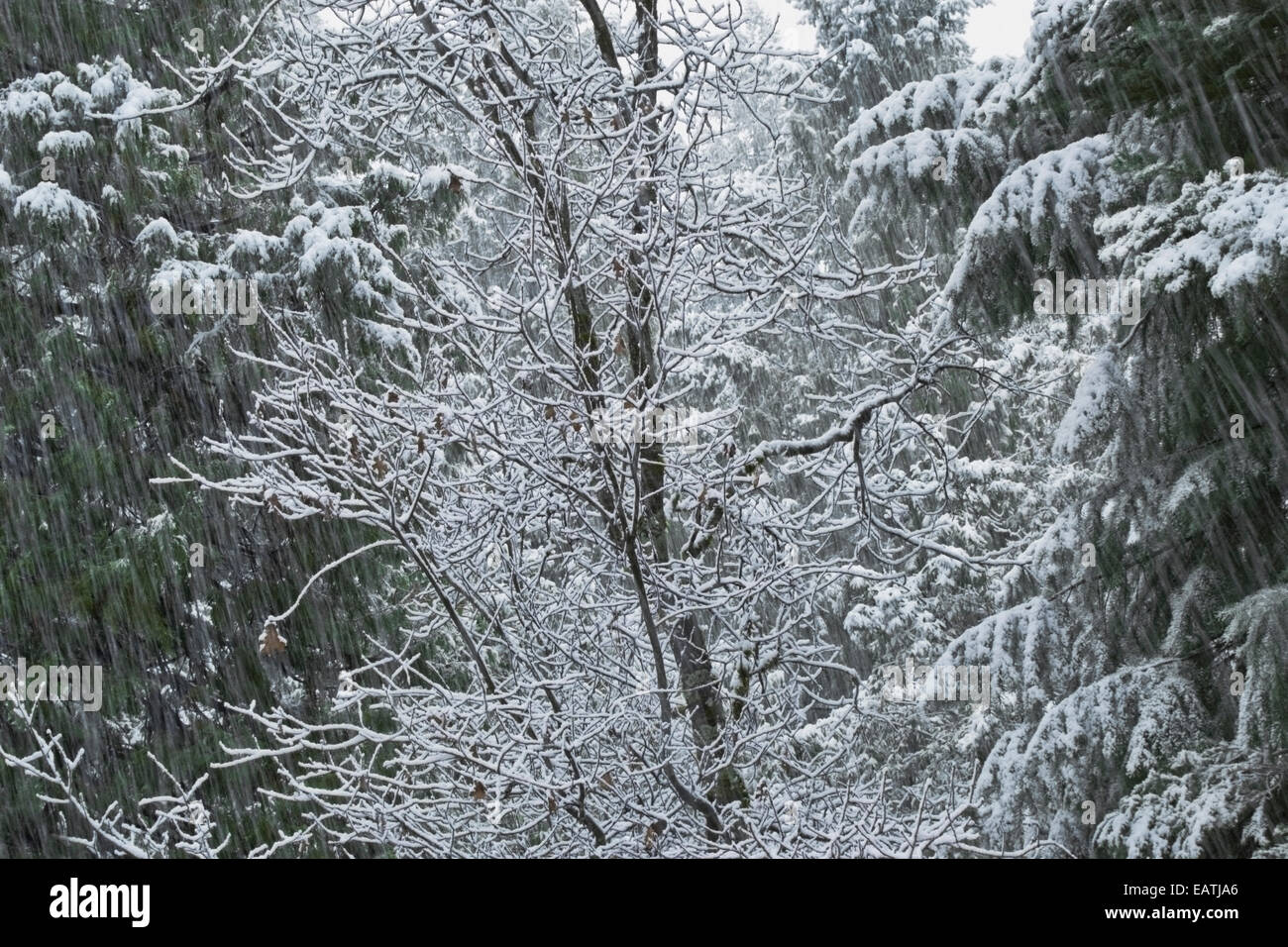Foresta di faggio nero, sanguinello, Madrone, cedro e Fir è flagellato dalla tarda primavera nevicata. California del Nord. Foto Stock