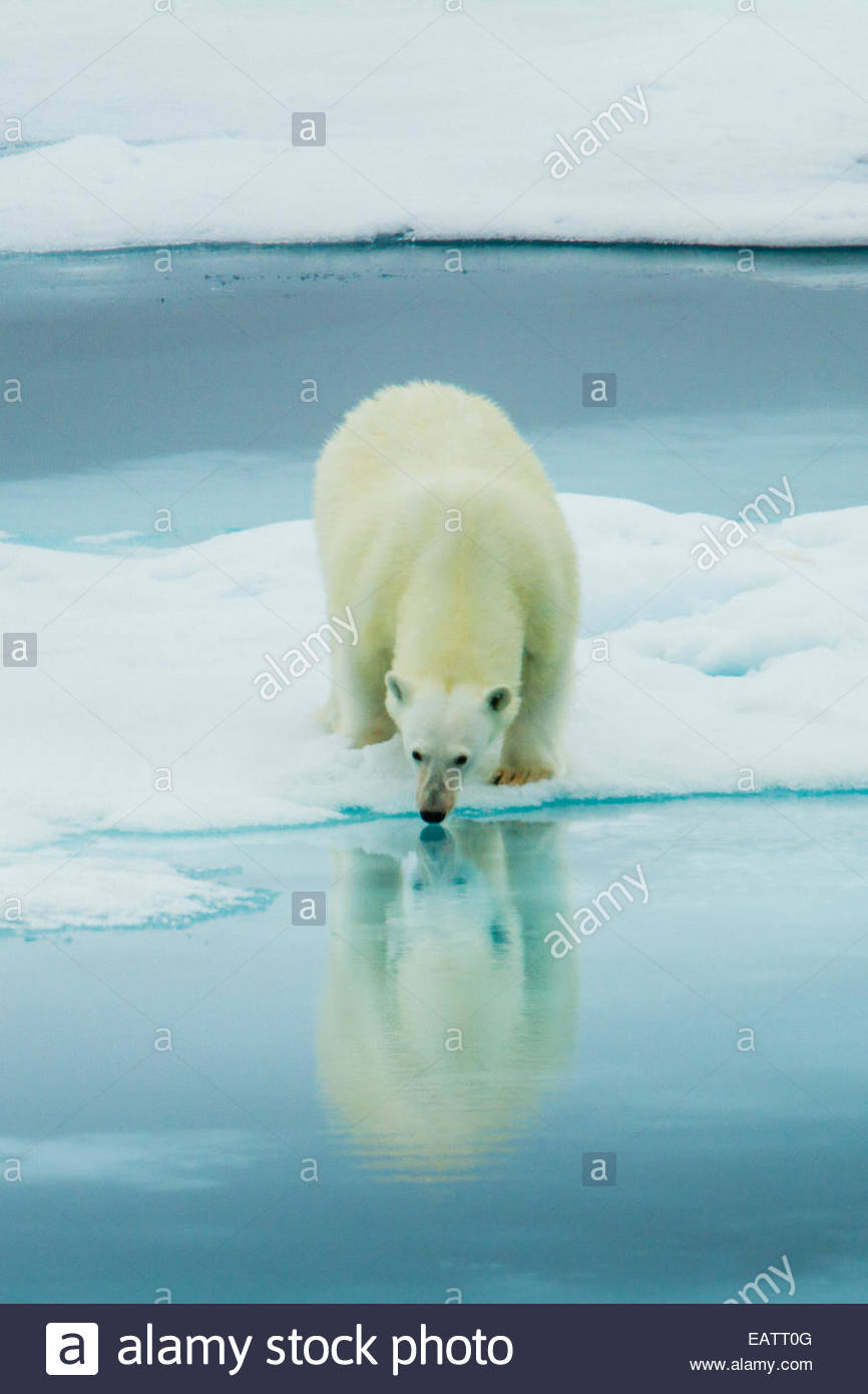 Un orso polare si riflette in acqua mentre si sta in piedi sul mare di ghiaccio. Foto Stock