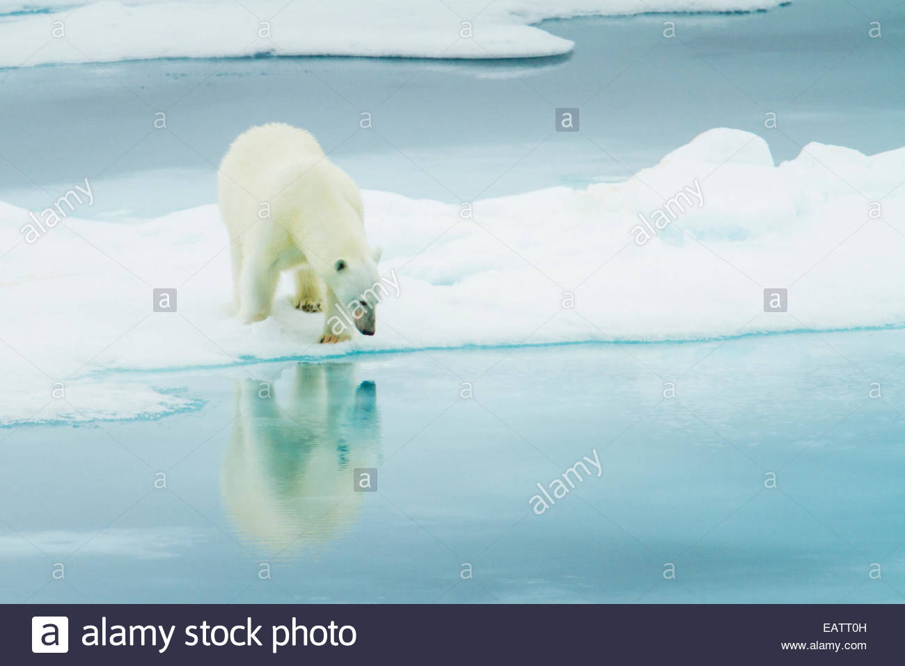Un orso polare coetanei in una piscina di acqua dai ghiacci. Foto Stock