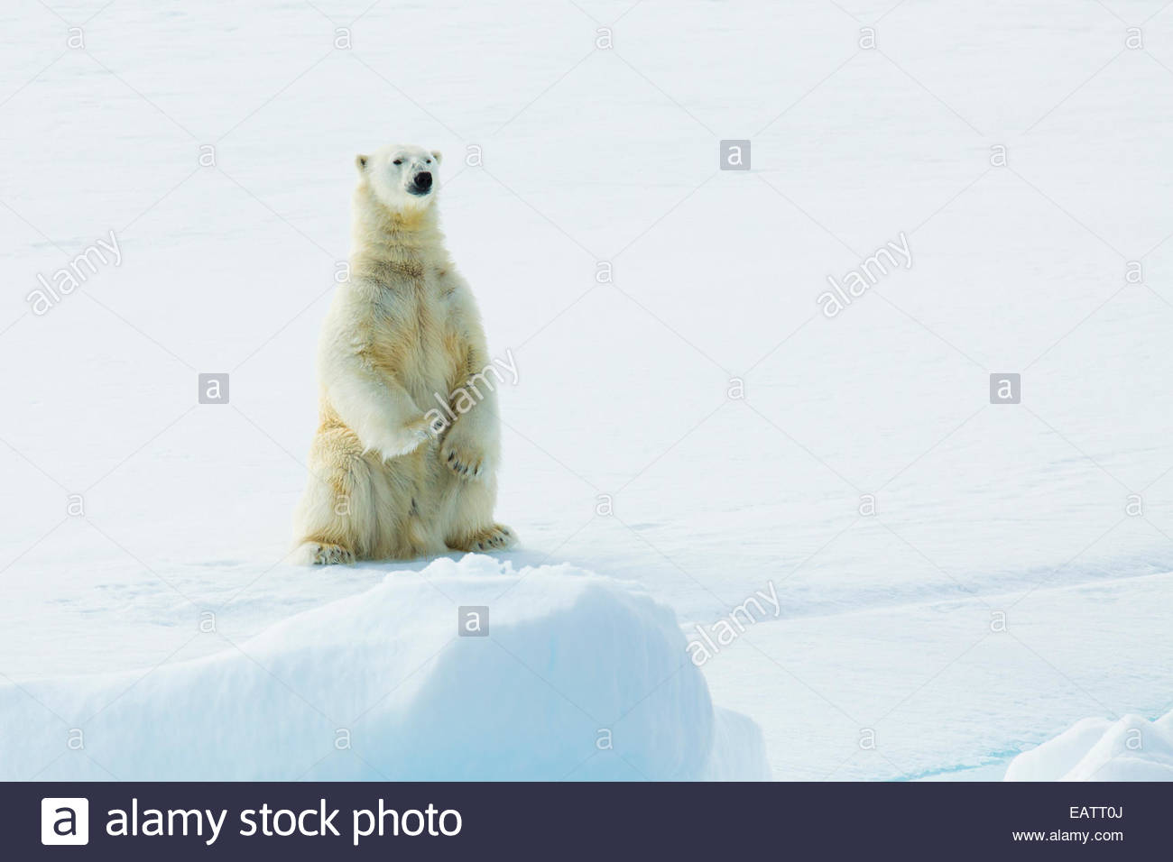 Un orso polare si siede su un campo di ghiaccio. Foto Stock