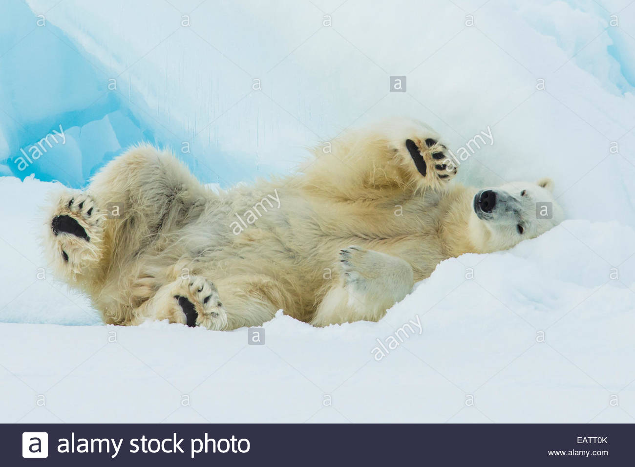 Un orso polare rotoli sulla banchisa. Foto Stock
