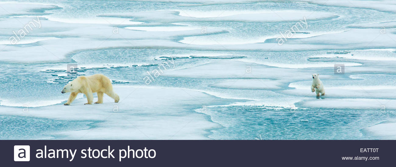 Un orso polare e cub trek lungo la banchisa. Foto Stock