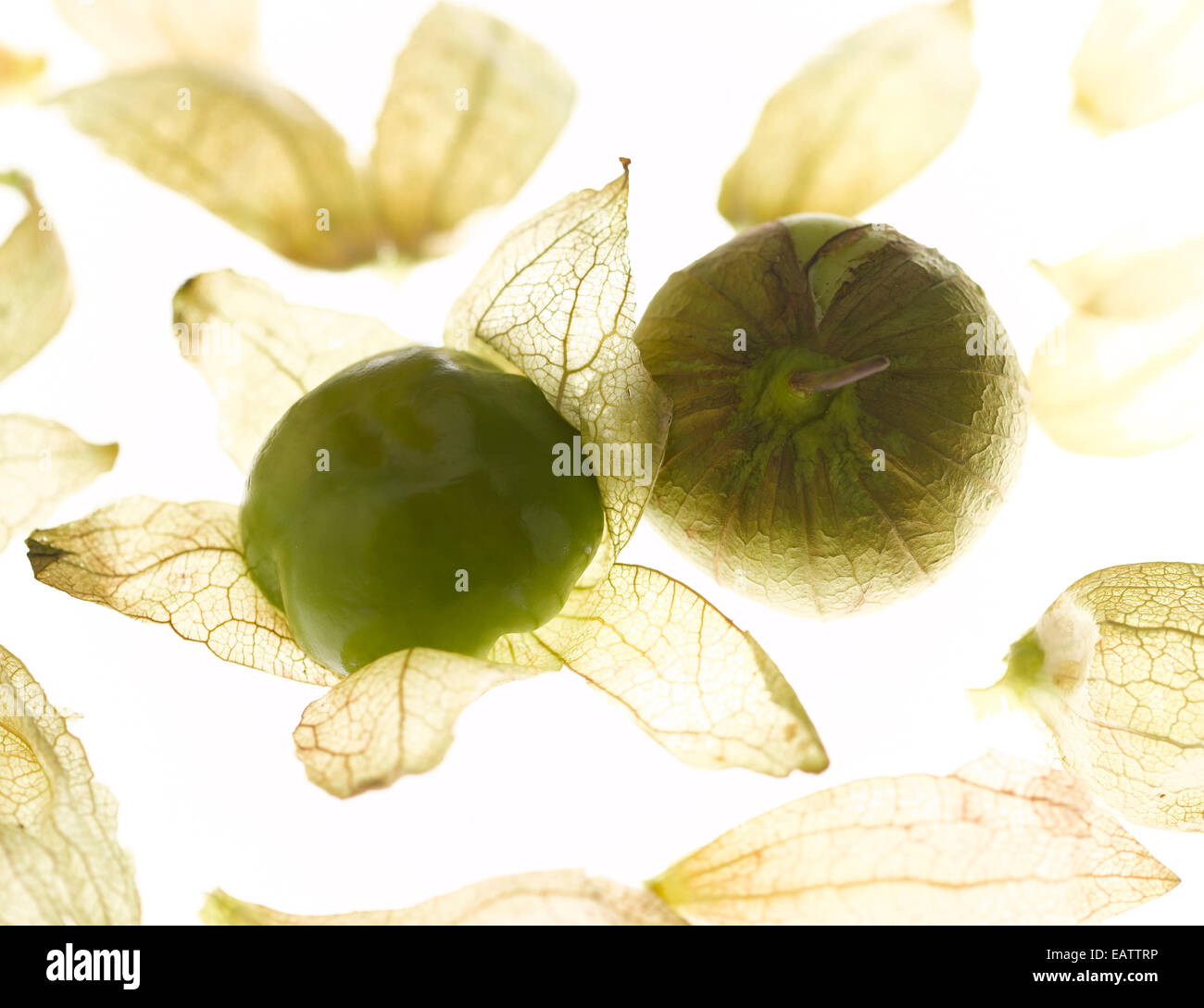 Tomatillos su sfondo bianco Foto Stock