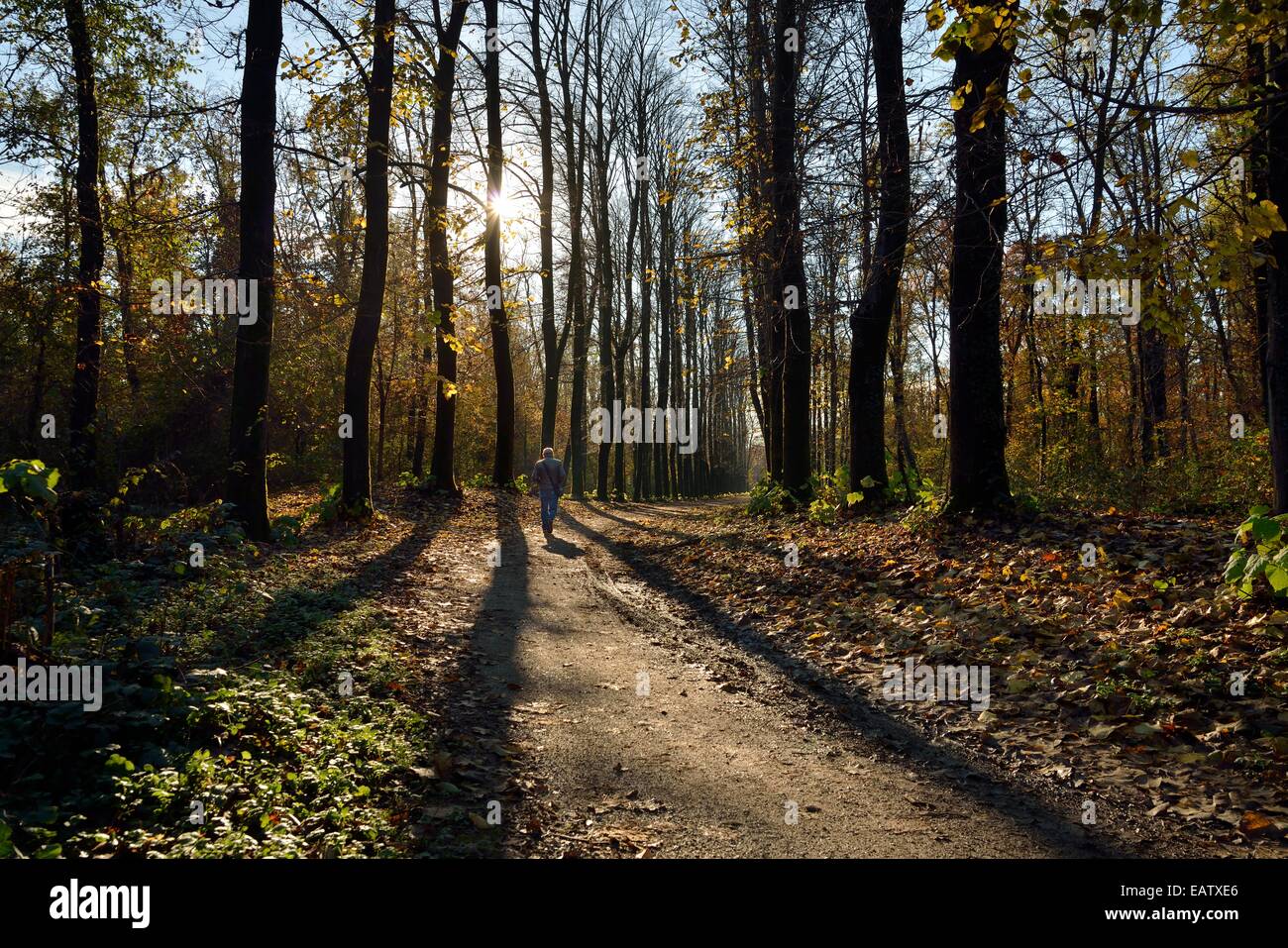 Alberi di retroilluminazione nel Parco di Monza, con un uomo. Foto Stock