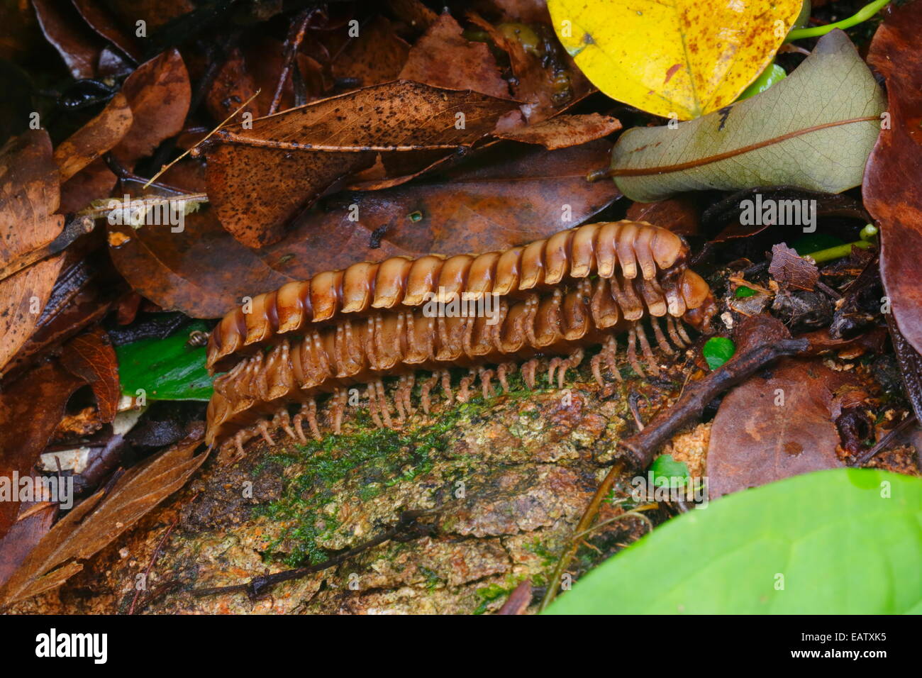 Due millipedes di specie Barydesmus, corteggiare su un log. Foto Stock