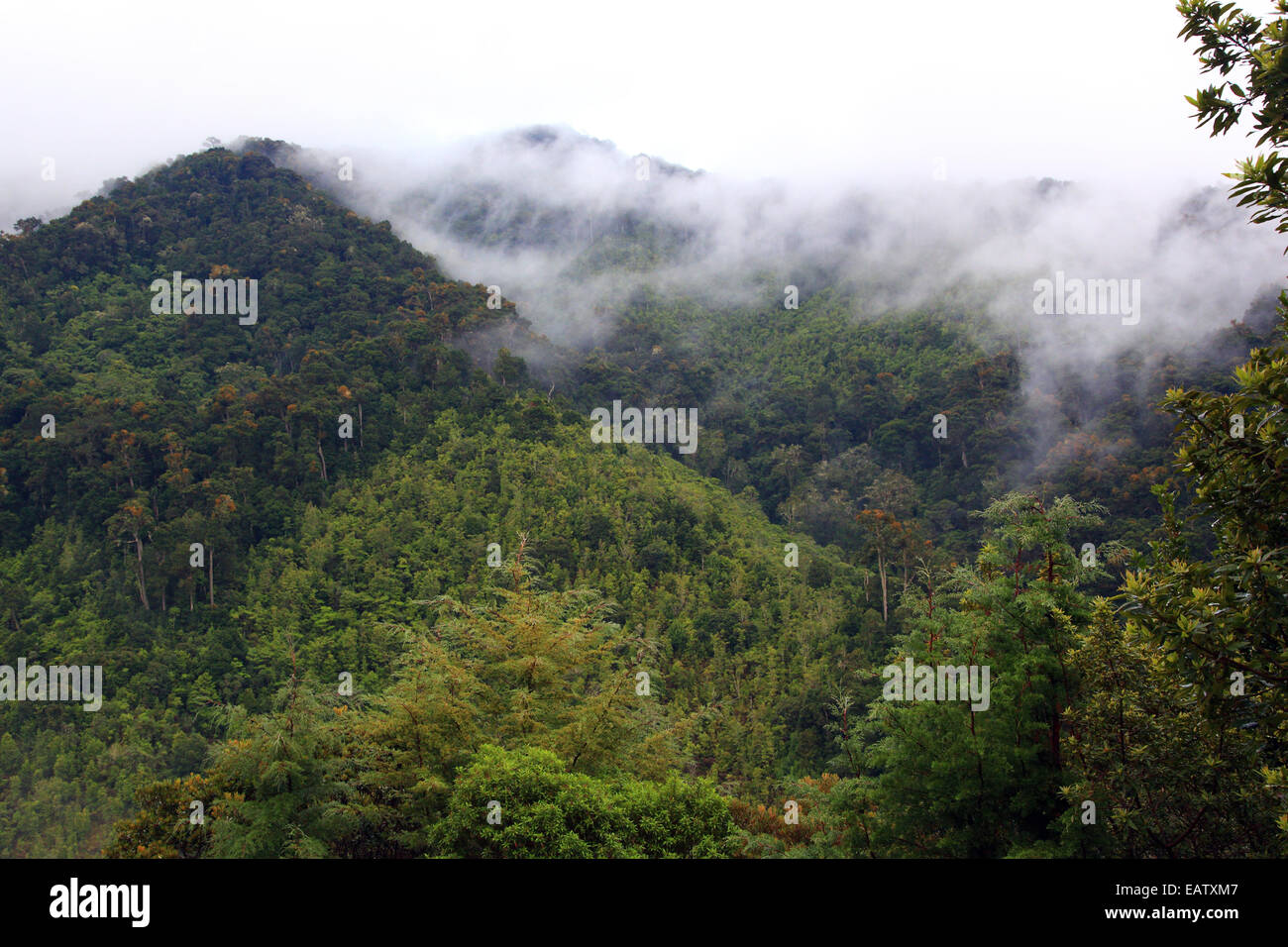 Cloud-polmonato boscose cime di montagna in un cloud forest. Foto Stock