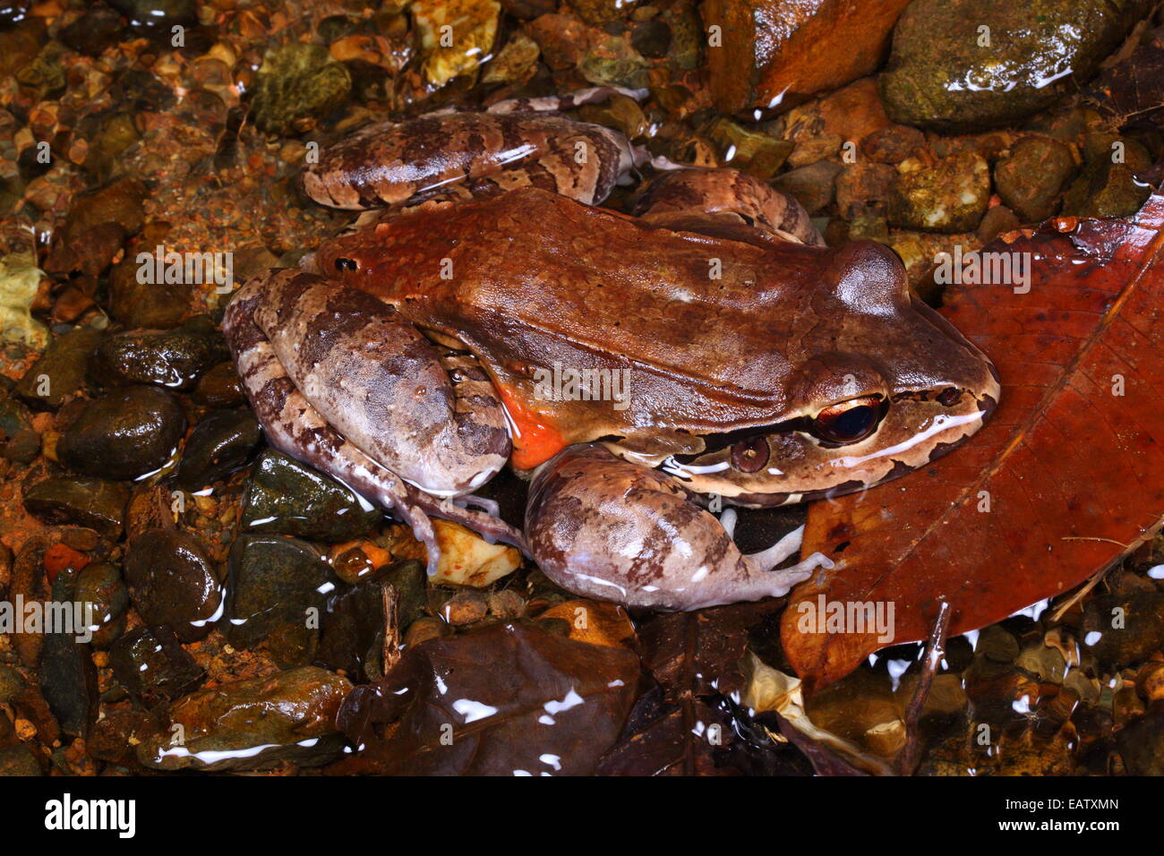 Una giungla fumoso rana, Leptodactylus pentadactylus, hiden tra foglie morte. Foto Stock