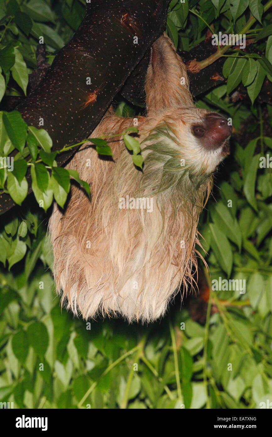 A due dita bradipo, specie Choloepus, rovistando nella foresta di pioggia durante la notte. Foto Stock