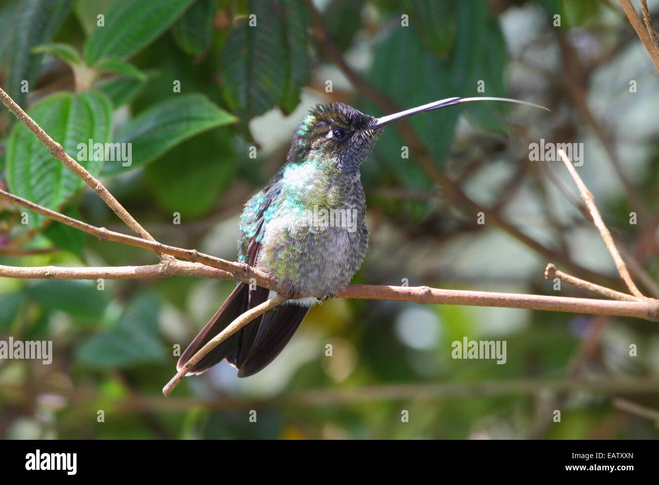 Ritratto di un hummingbird palissonatrice con la sua linguetta estesa. Foto Stock