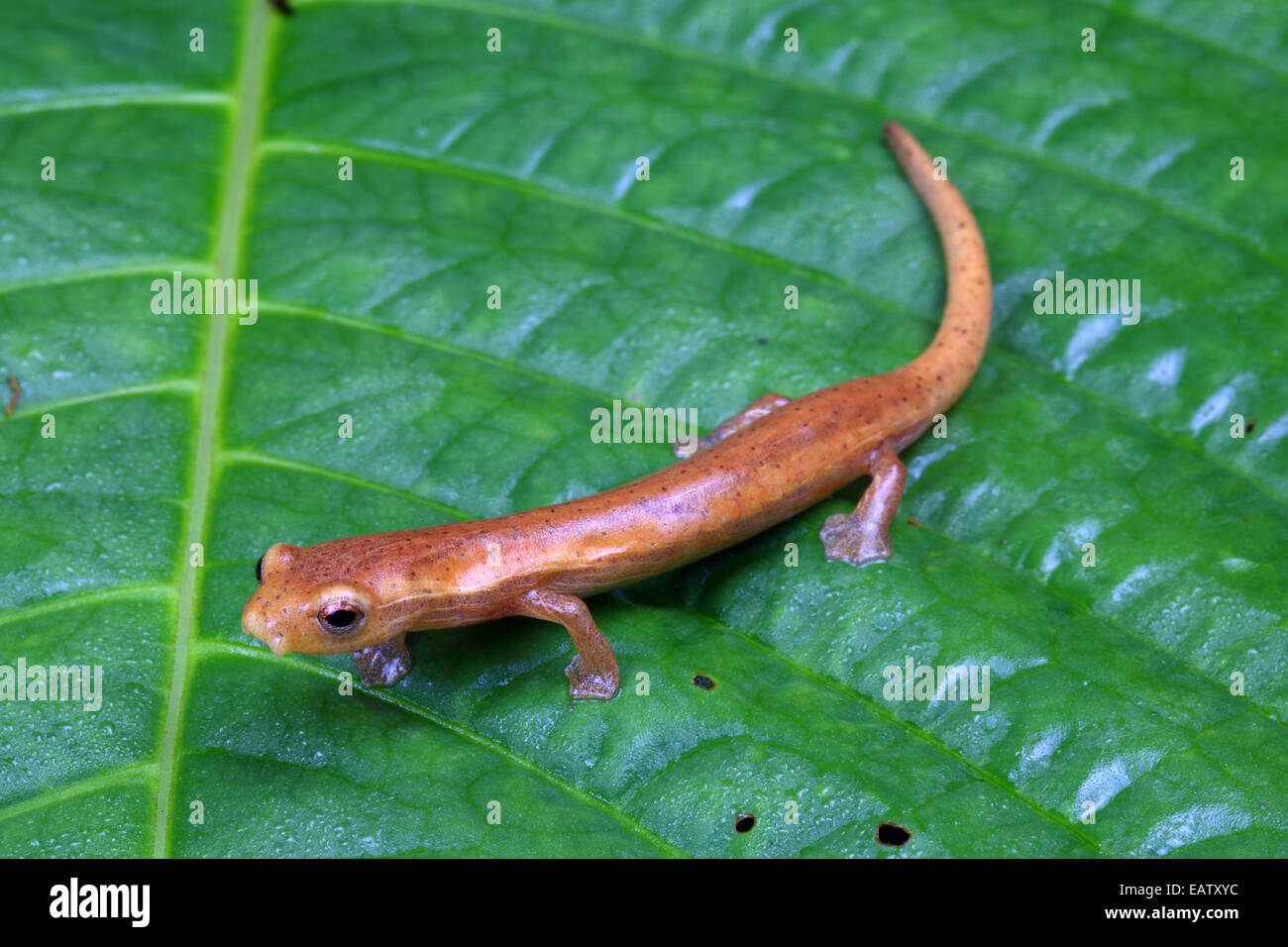 In prossimità di una arrampicata tropicale salamander con fortemente palmati piedi. Foto Stock
