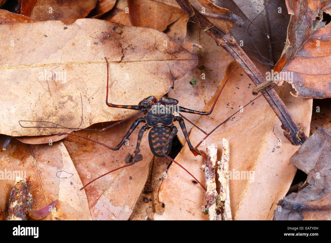 Un tailless whipscorpion, specie Phyrynus, rovistando nella figliata di foglia. Foto Stock