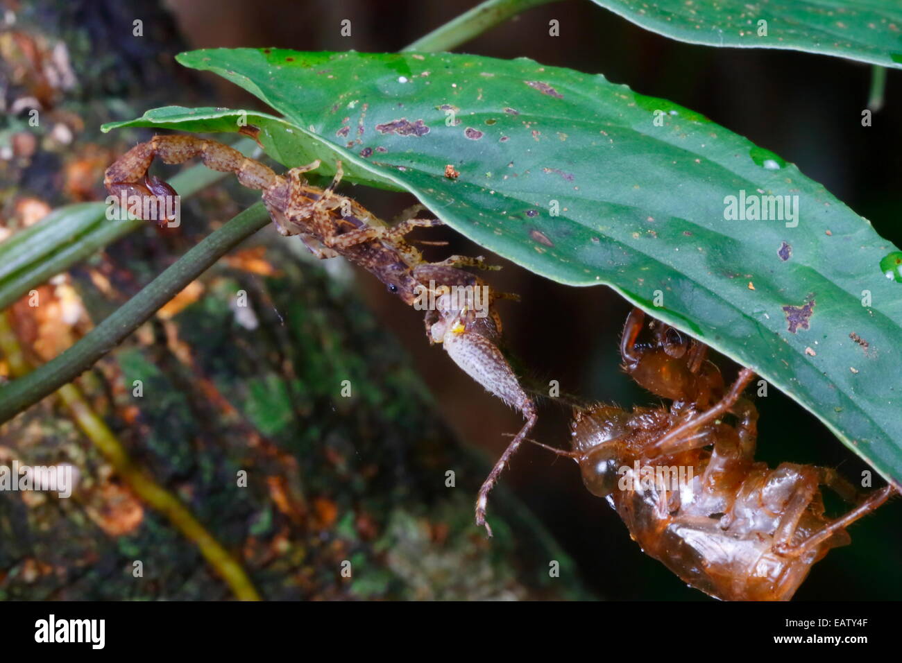 Una specie di Scorpione è la alimentazione su una bussola cricket al di sotto di una foglia. Foto Stock