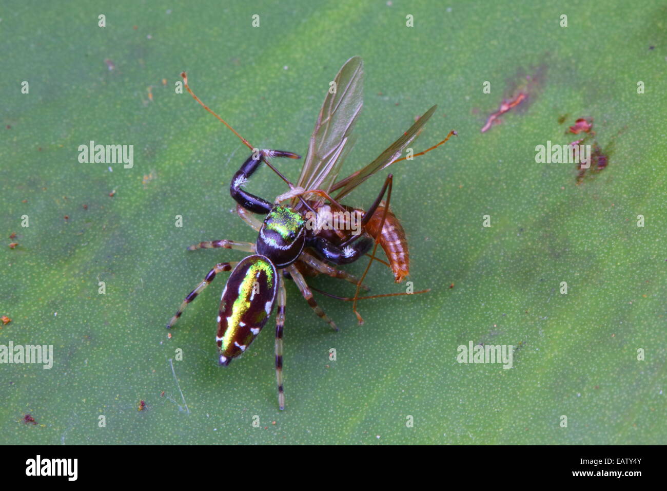 Una jumping spider, specie Paraphidippus, mangiare un insetto alato. Foto Stock