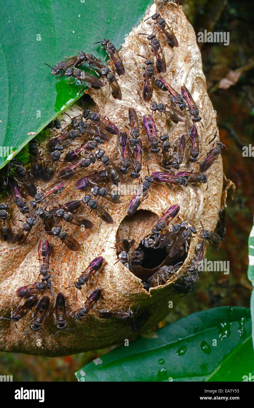Specie Polybia wasp lavoratori ammassare sul loro nido. Foto Stock
