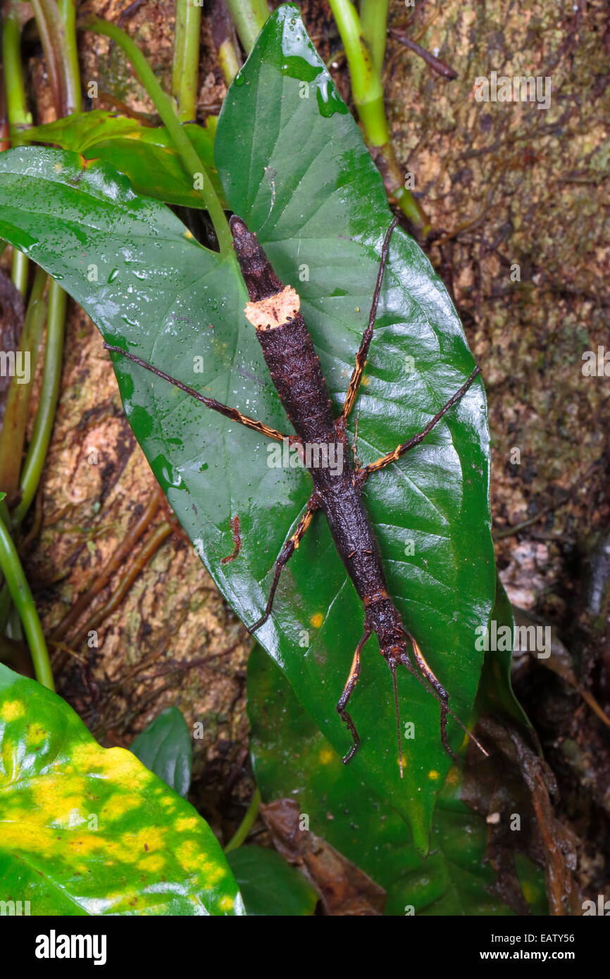 Ritratto di un bastone di appoggio di insetto su una foglia in una foresta di pioggia. Foto Stock