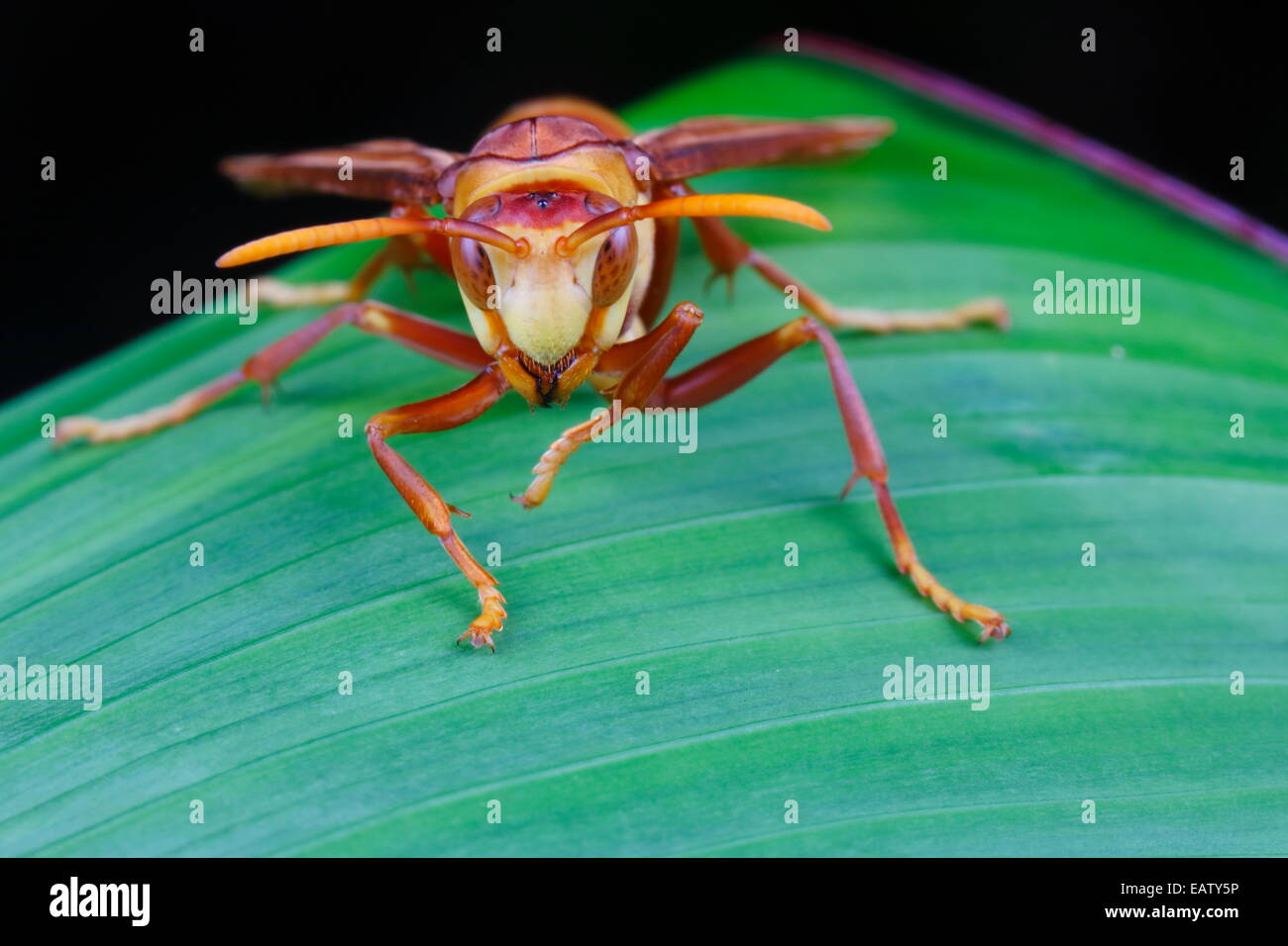 Una carta wasp, specie di Polistes, asciugando fuori su una foglia dopo una pioggia. Foto Stock
