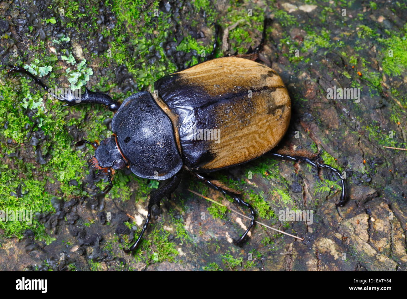 Close up ritratto di una donna Hercules beetle, specie Dynastes. Foto Stock