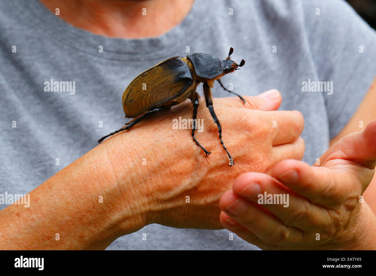Una femmina di Hercules beetle, specie Dynastes, sulla mano di una persona. Foto Stock